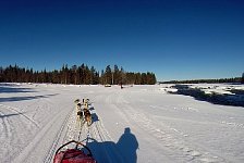 Dogsledding on the Vindel River