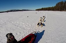 Dogsledding on the Vindel River