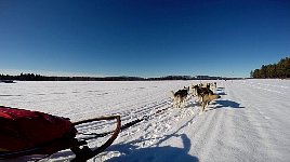 Dogsledding on the Vindel River