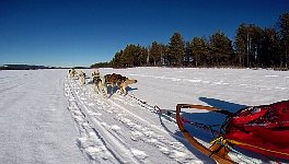 Dogsledding on the Vindel River