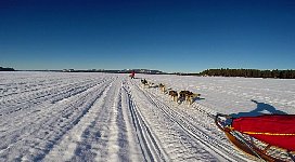 Dogsledding on the Vindel River