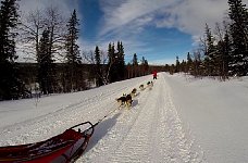 Dogsledding in Vindelfjaellen nature reserve