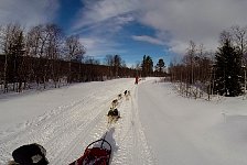 Dogsledding in Vindelfjaellen nature reserve