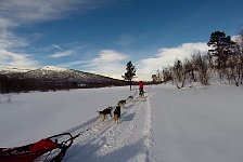 Dogsledding in Vindelfjaellen nature reserve