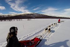 Dogsledding in Vindelfjaellen nature reserve