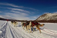 Dogsledding in Vindelfjaellen nature reserve