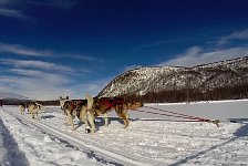 Dogsledding in Vindelfjaellen nature reserve