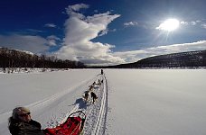 Dogsledding in Vindelfjaellen nature reserve