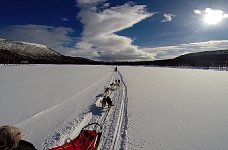 Dogsledding in Vindelfjaellen nature reserve