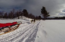 Dogsledding in Vindelfjaellen nature reserve