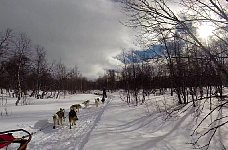 Dogsledding in Vindelfjaellen nature reserve