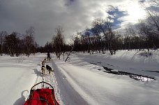 Dogsledding in Vindelfjaellen nature reserve