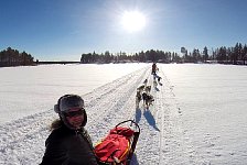 Dog sledding in Sweden