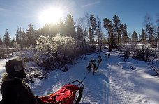 Dog sledding in Sweden