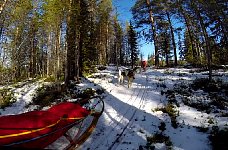 Forest trail