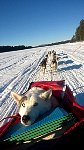 Sitka riding on the sled