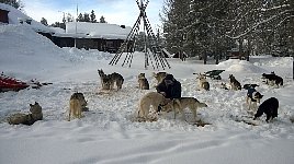 Dogs relaxing on a day off