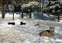 Dogs relaxing on a day off