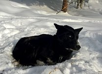 Sokoke relaxing on a day off