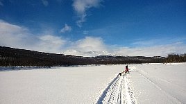 Dogsledding in Vindelfjaellen nature reserve