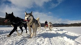 Dogsledding in Vindelfjaellen nature reserve