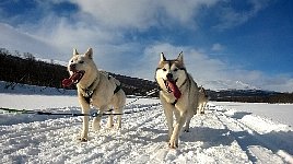 Dogsledding in Vindelfjaellen nature reserve