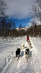 Dogsledding in Vindelfjaellen nature reserve