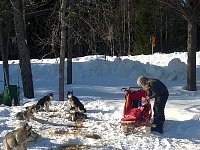 Sled dogs and pig ears