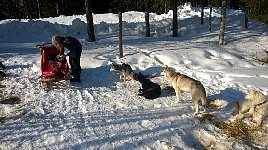 Sled dogs and pig ears