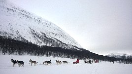 Dogsledding at Stor-tjultraesket