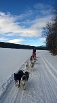 Dog sledding is fun