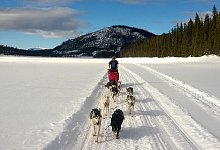 Dog sledding in a t-shirt