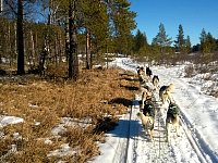 Forest trail