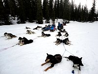 Parallel parking with dogs