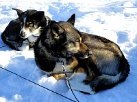 Dogs at rest