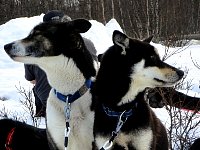 Dogs at the end of the trail