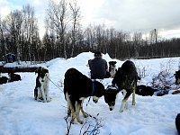 Praising the sled dogs