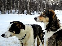 Dogs at the end of the trail