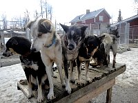 Dogs waiting to be petted