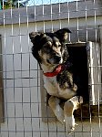 Dog watching dog yard