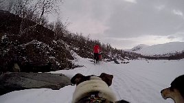 Bilbo dog cam view