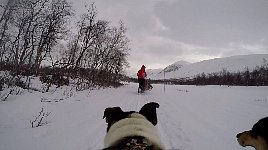 Bilbo dog cam view