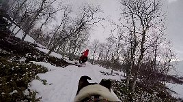 Bilbo dog cam view