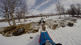 Dog driver trail view