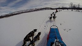 Dog driver trail view