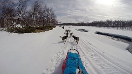 Dog driver trail view