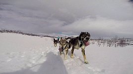 Running dogs close up