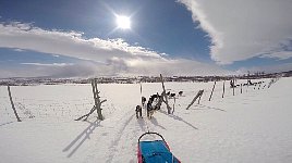 Dogs through gate