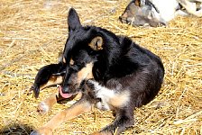 Dog on straw bed