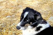 Dog on straw bed